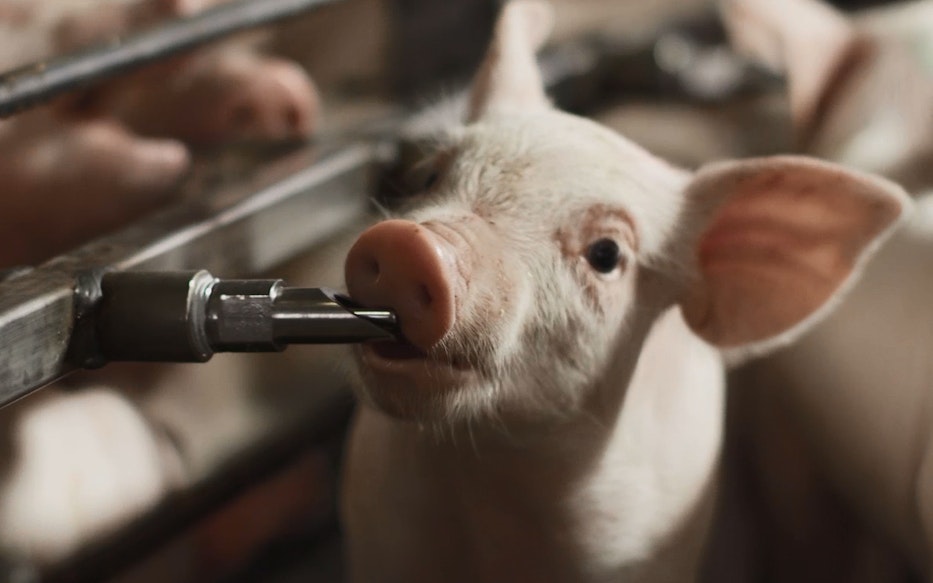 Pigdrinking