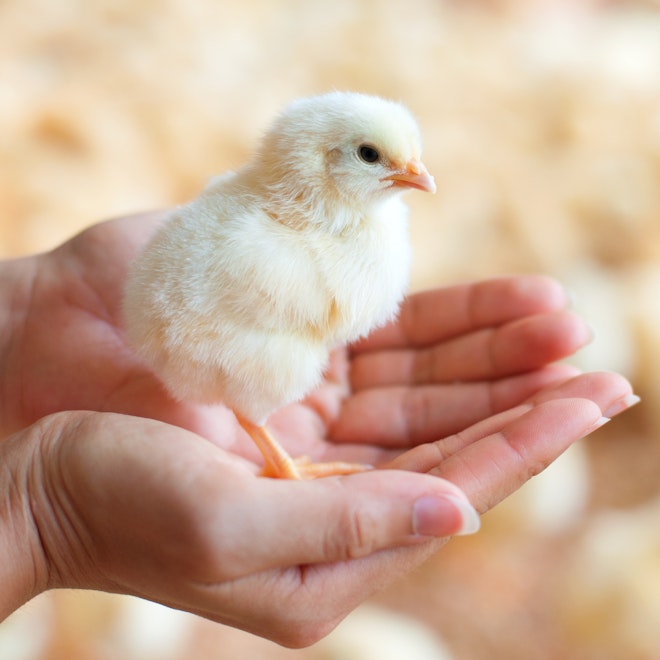 05 Baby Chick